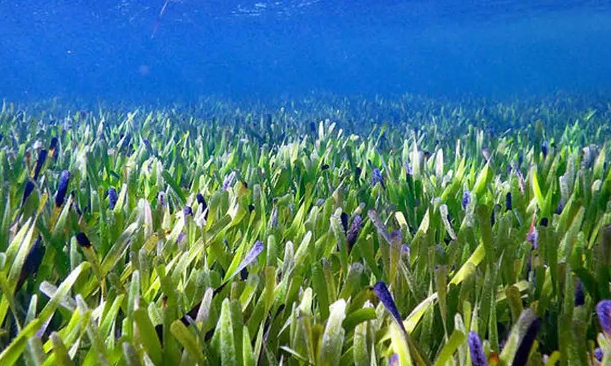 The seagrass Posidonia australis