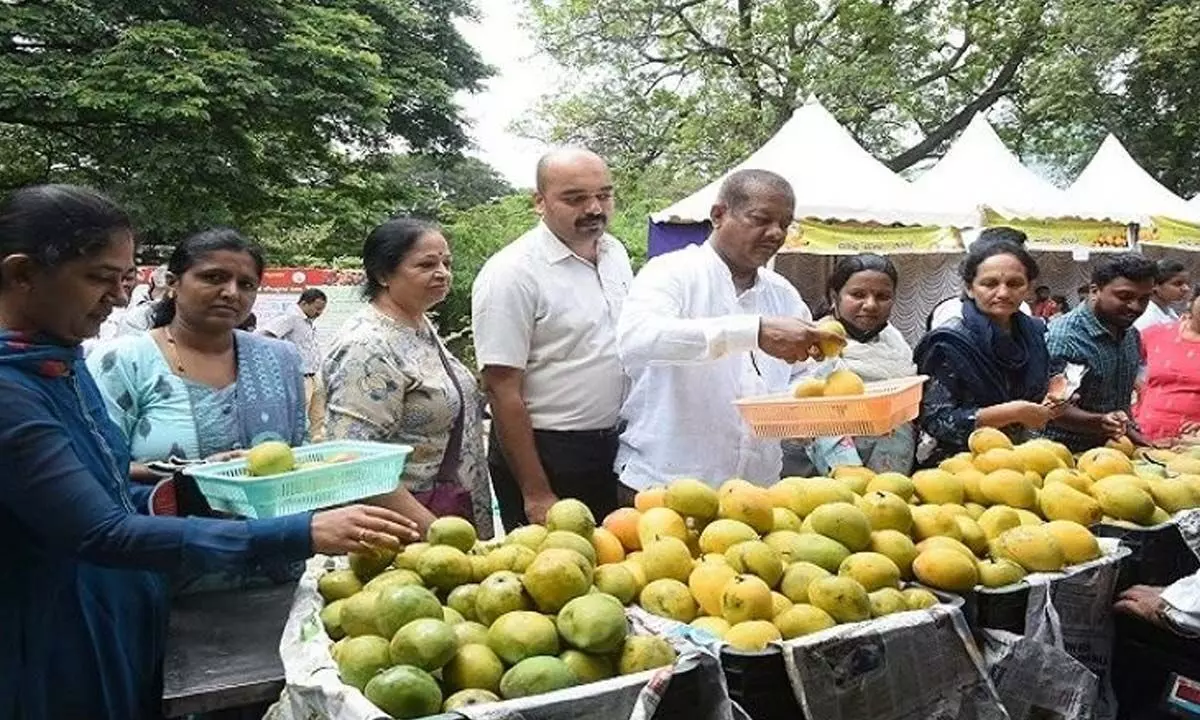 Mango mela proves huge success as 74 tonnes of different varieties sold