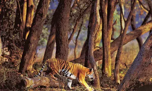 Representational image