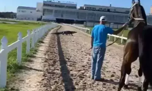 Watch The Trending Video Of Alligator Crossing Racetrack