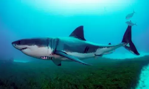 Shark antibodies may help fight Covid: Study