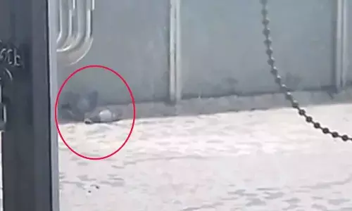 Pigeon Mourning Their Partners Death