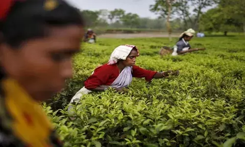 High in pesticides, many countries send back In