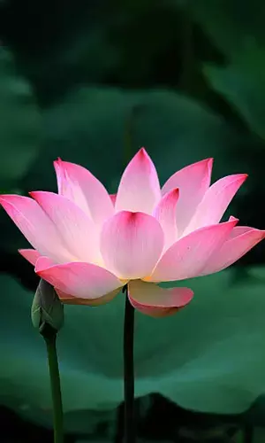 Different types of Lotuses found across the world