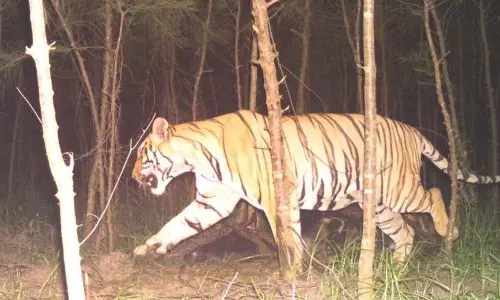 Farmers jittery as Bengal Tiger spotted in fields