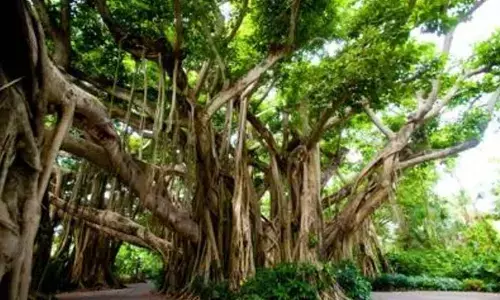 Indias green cover up marginally by, spread in 81 mn hectares