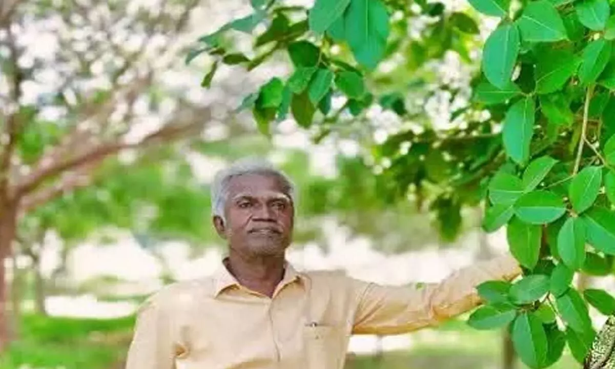 Retired teacher converts 3-acre barren land into forest