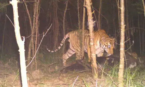 Tiger escapes from being caught in Kakinada, gives sleepless nights to locals