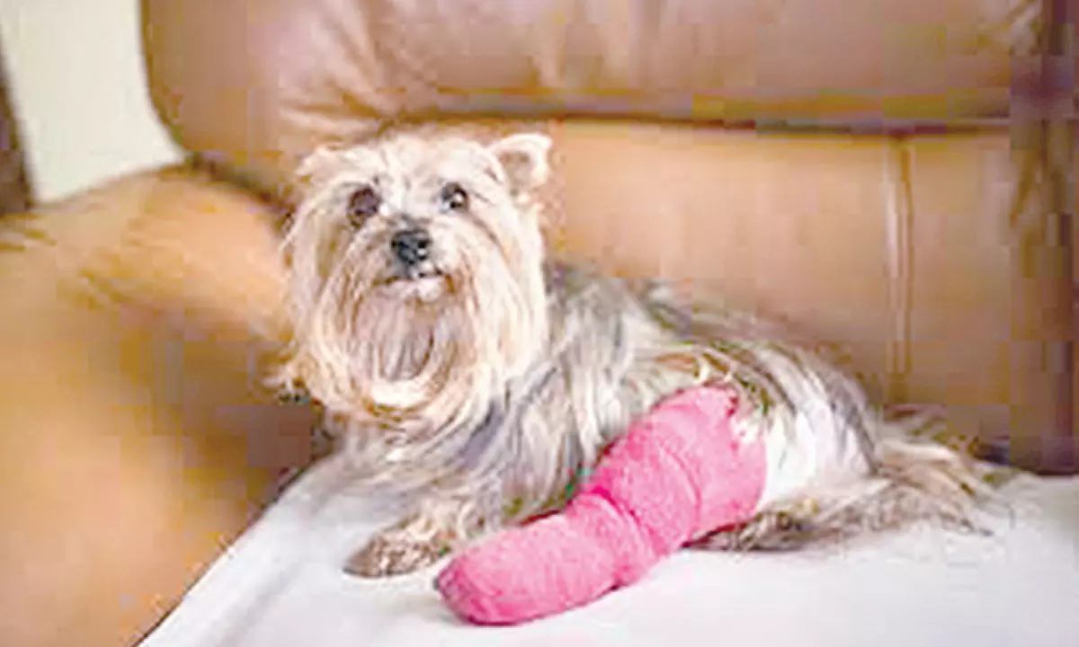 Reckless driving results in severe injuries to pet dog