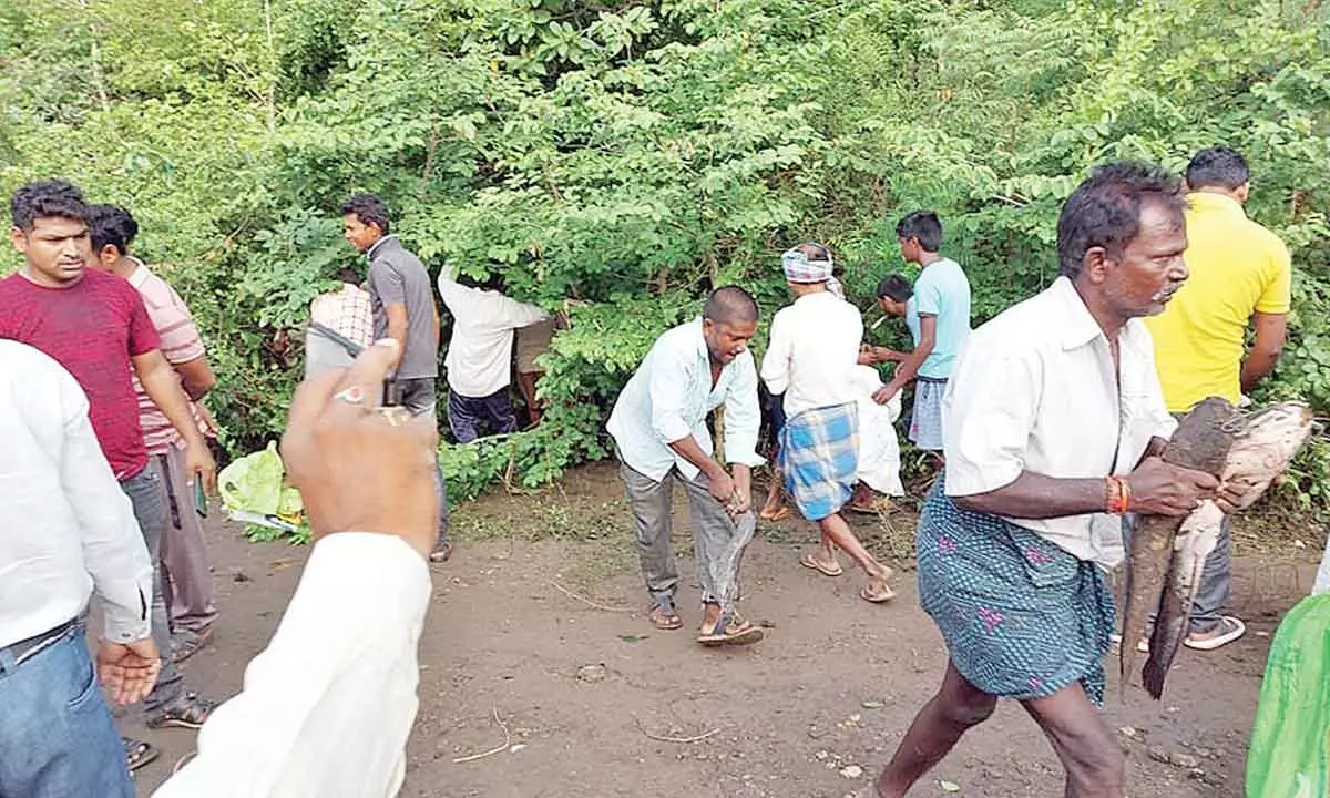 Locals carrying fish on accident spot at Manuguru Crossroad in Kothagudem district on Tuesday