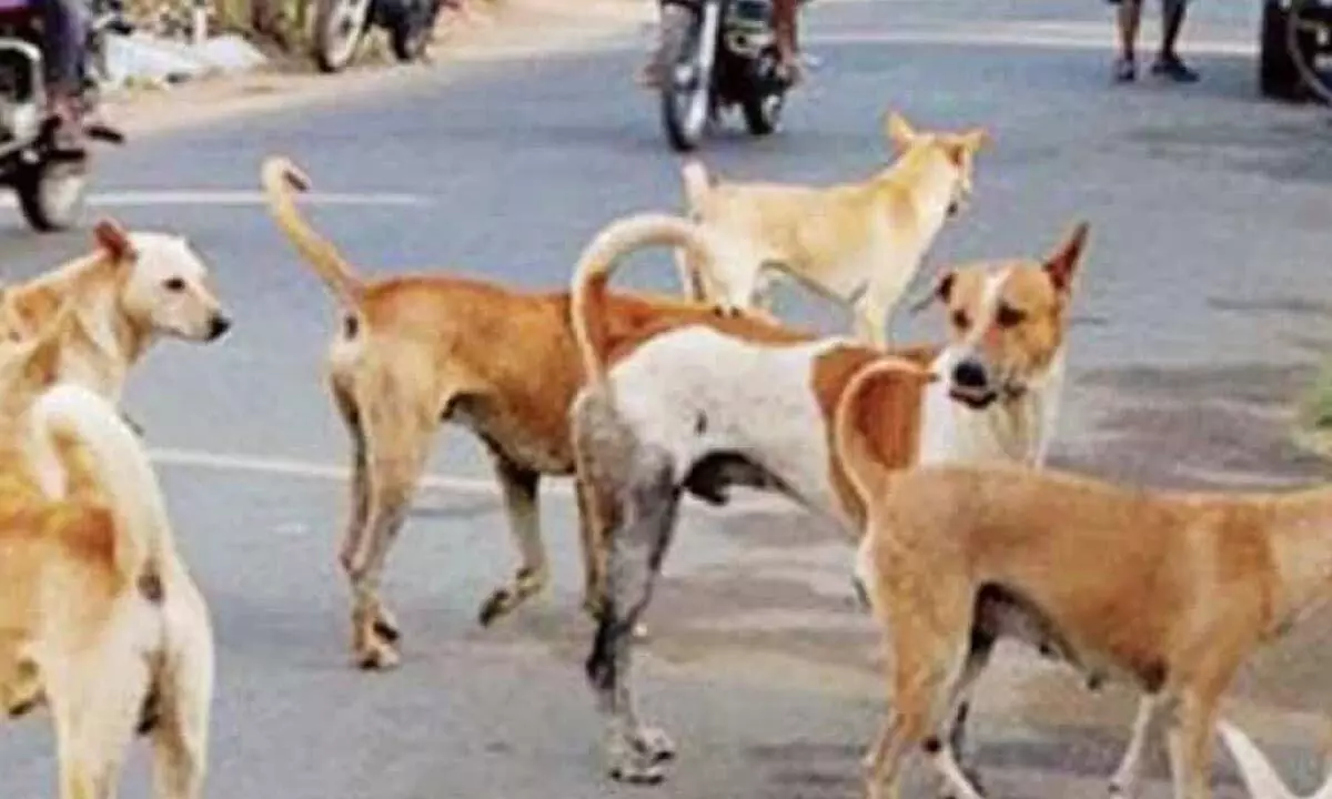 Street dogs kill 19 sheep in Jagtial, 4 more injured