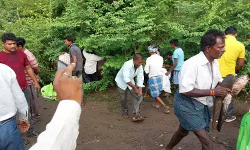 Fish-laden truck turns turtle, villagers make away with fish