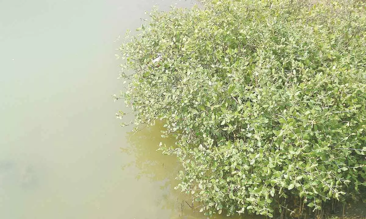 Mangrove plantation, way forward to conserve coastal ecosystem