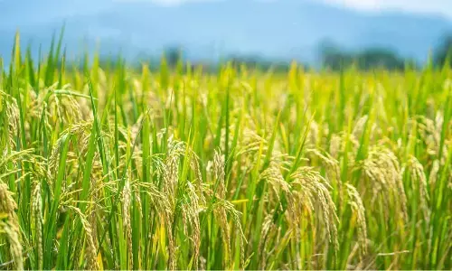 Government hikes paddy MSP by Rs 100/quintal to Rs 2,040