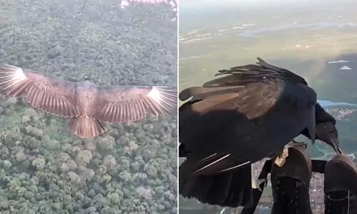 The internet has gone crazy over a trending video showing a man paragliding with a black vulture.