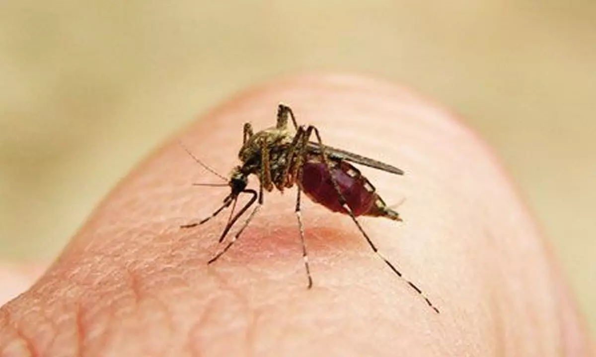 Mysuru district all set to be declared malaria-free