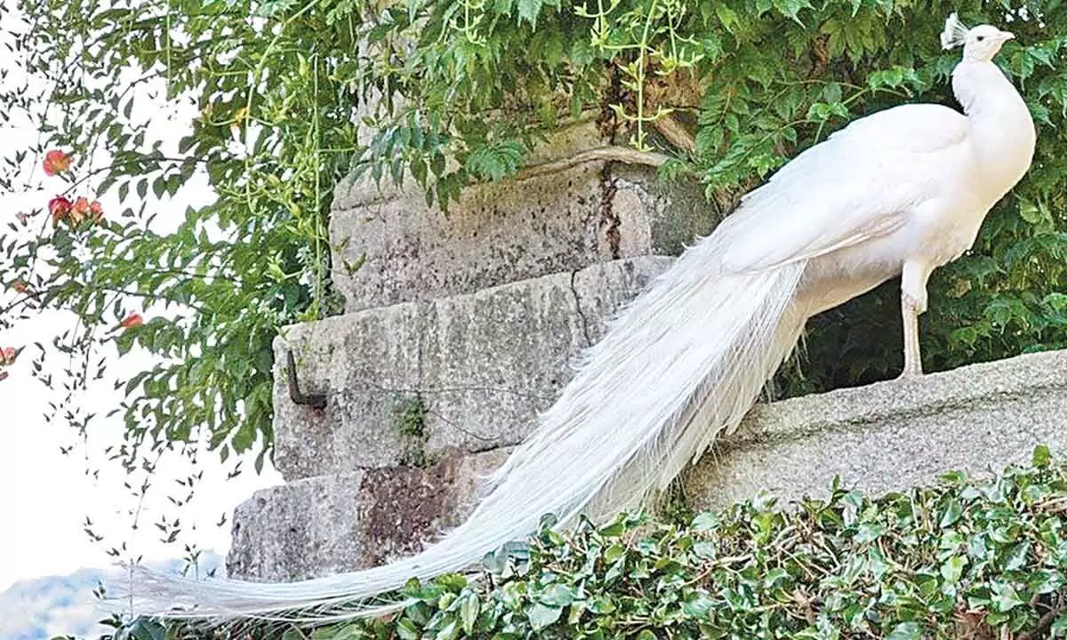 Inner Wheel Club of Secbad adopts White Peacock