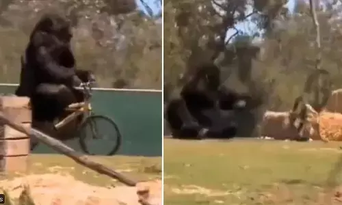 Watch The Trending Video Of A Gorilla Falling Down After Riding Bicycle