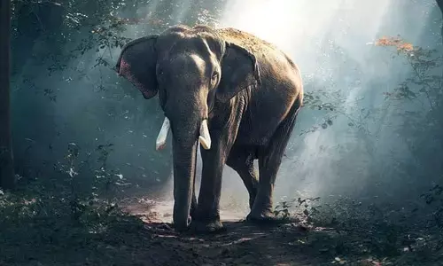 For representational purpose