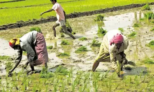 Grave agriculture crisis grinds on