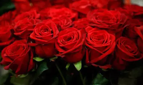 National Red Rose Day