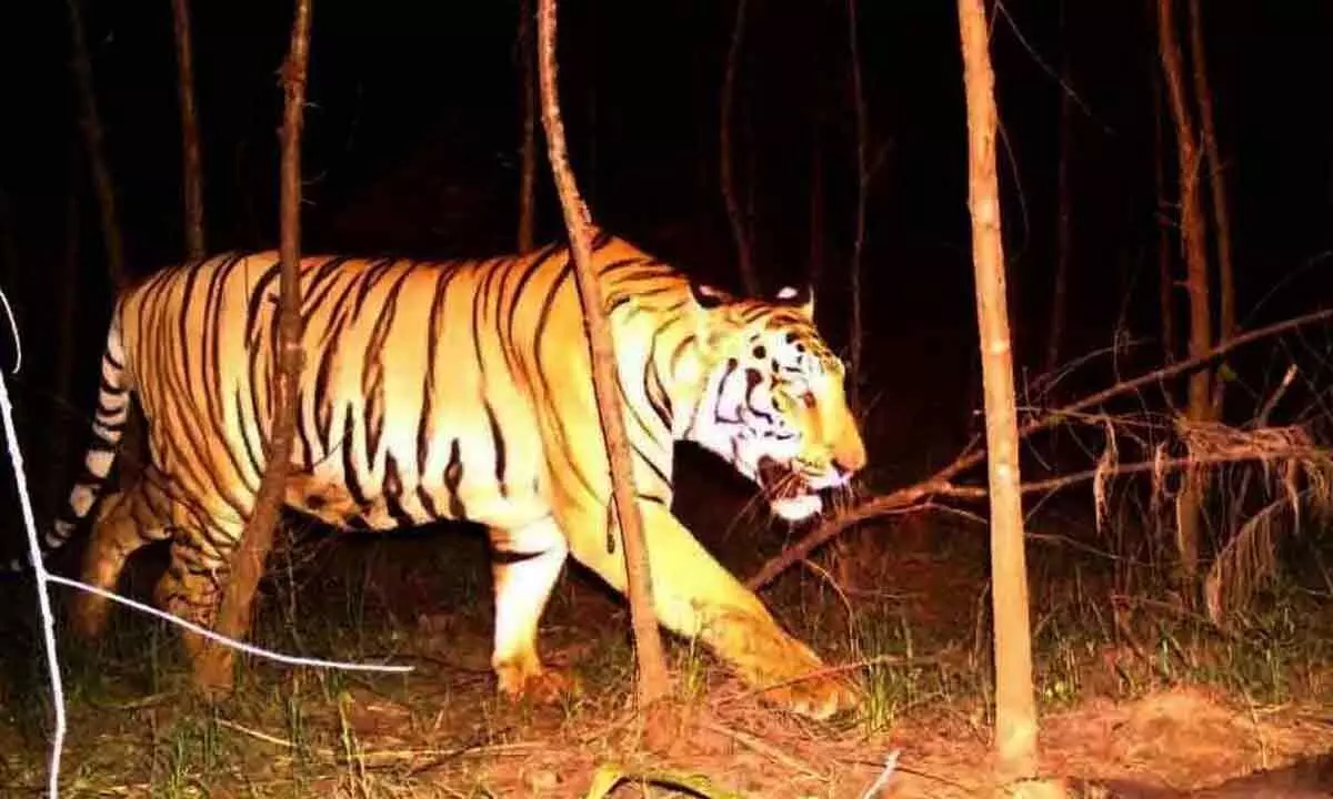 Elusive Bengal tiger moves to new territory