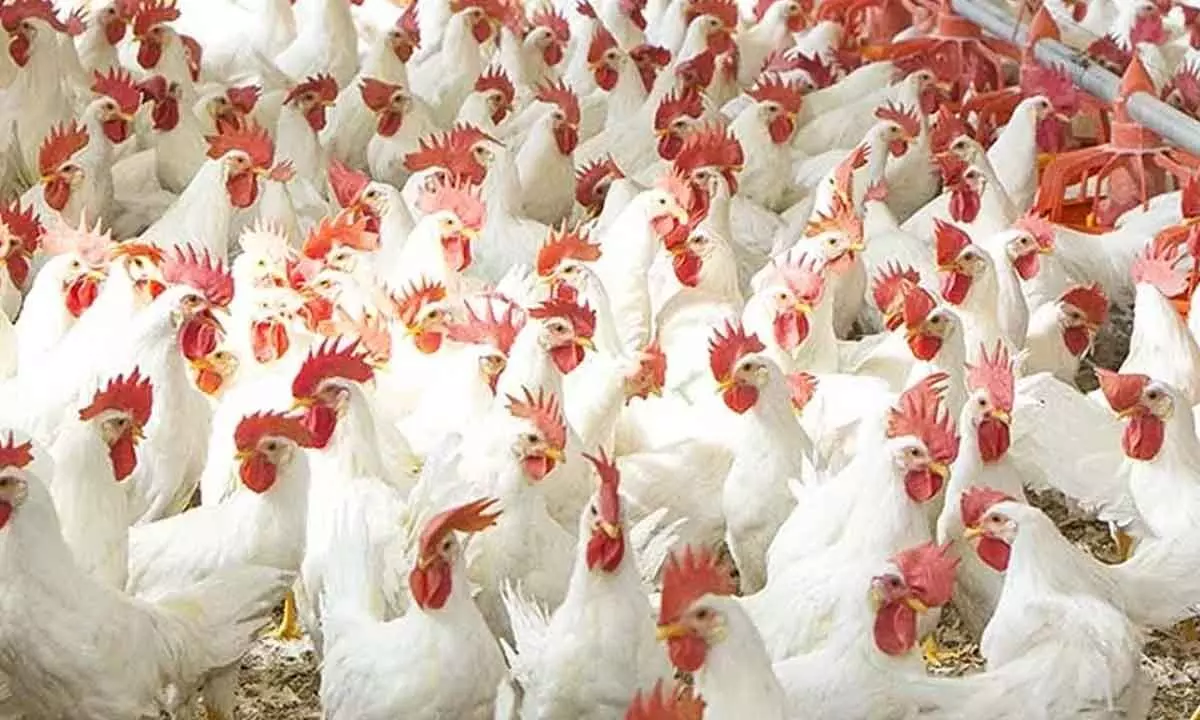Poultry farmers cry harassment, to hit streets across State soon