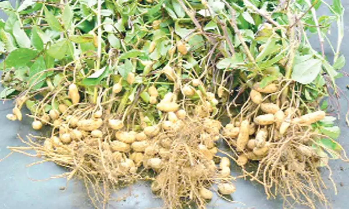 Poor quality groundnut seeds put farmers in a fix