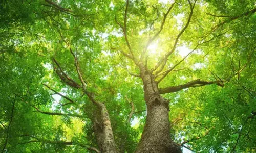 AIIMS plans to cut, transplant a number of trees