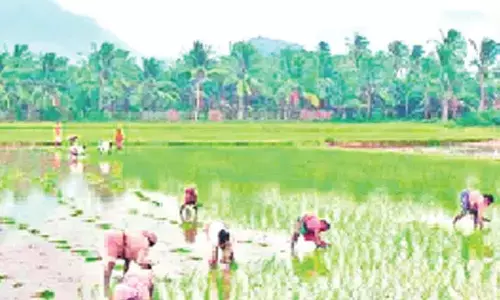 5,297 farmers to get `3.58 cr under YSR free crop insurance