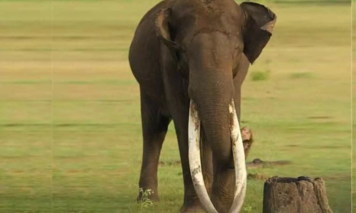 70-Year-Old Elephant With Longest Tusks In Asia Dies