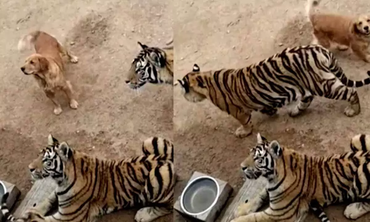 Watch The Trending Video Of Golden Retriever Casually Hanging Around Tigers