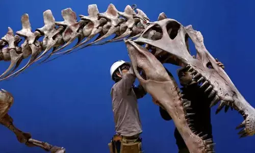 DU Researchers Discovered A Tare Dinosaur Egg-In-Egg In Madhya Pradesh