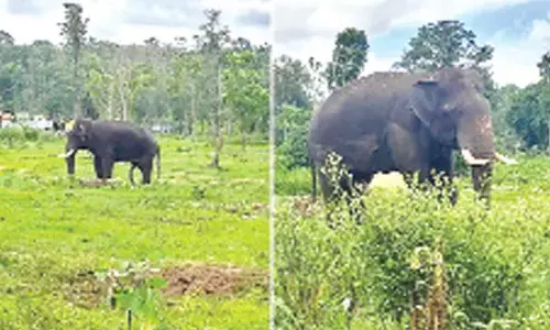 Tusker returns to Dubare camp after travelling 4K km over one year