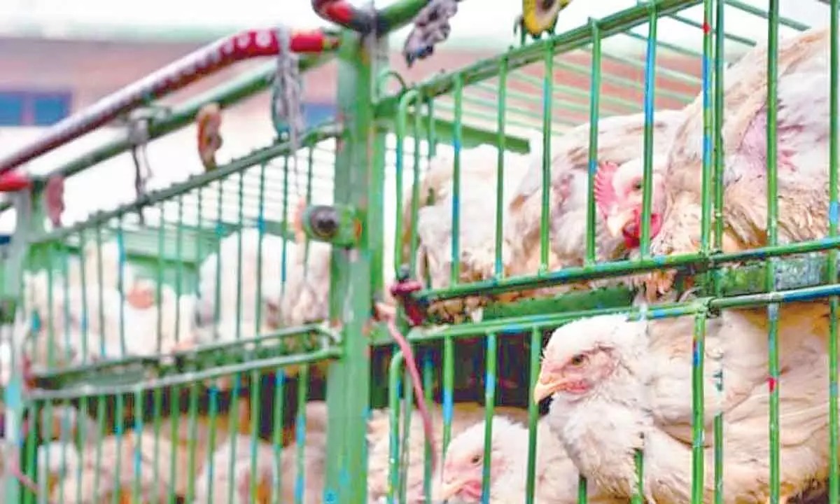 Caged birds in a horrible state