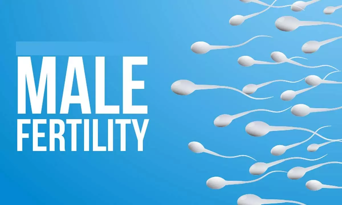 Male Fertility How To Improve Sperm Count And Reproductive Health