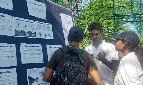 Pollinator camp from June 20 to 26, A number of activities planned during the week