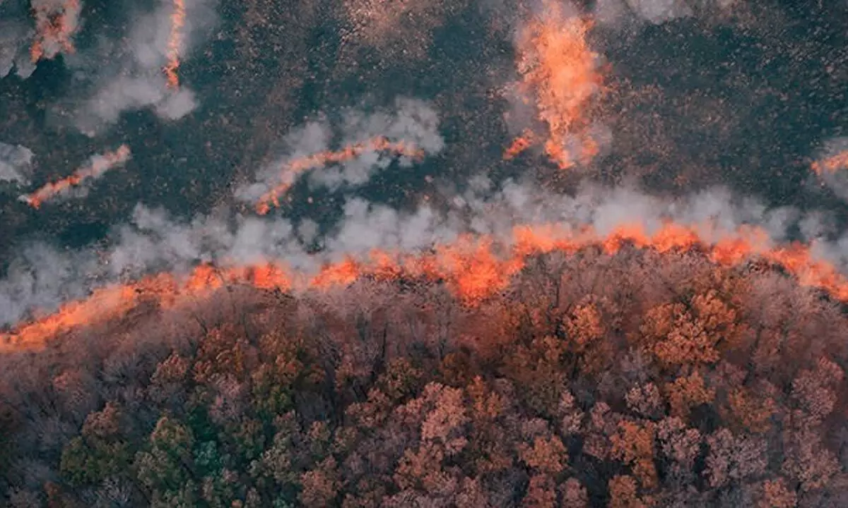 Scientists Have Discovered The Worlds Oldest Wildfires