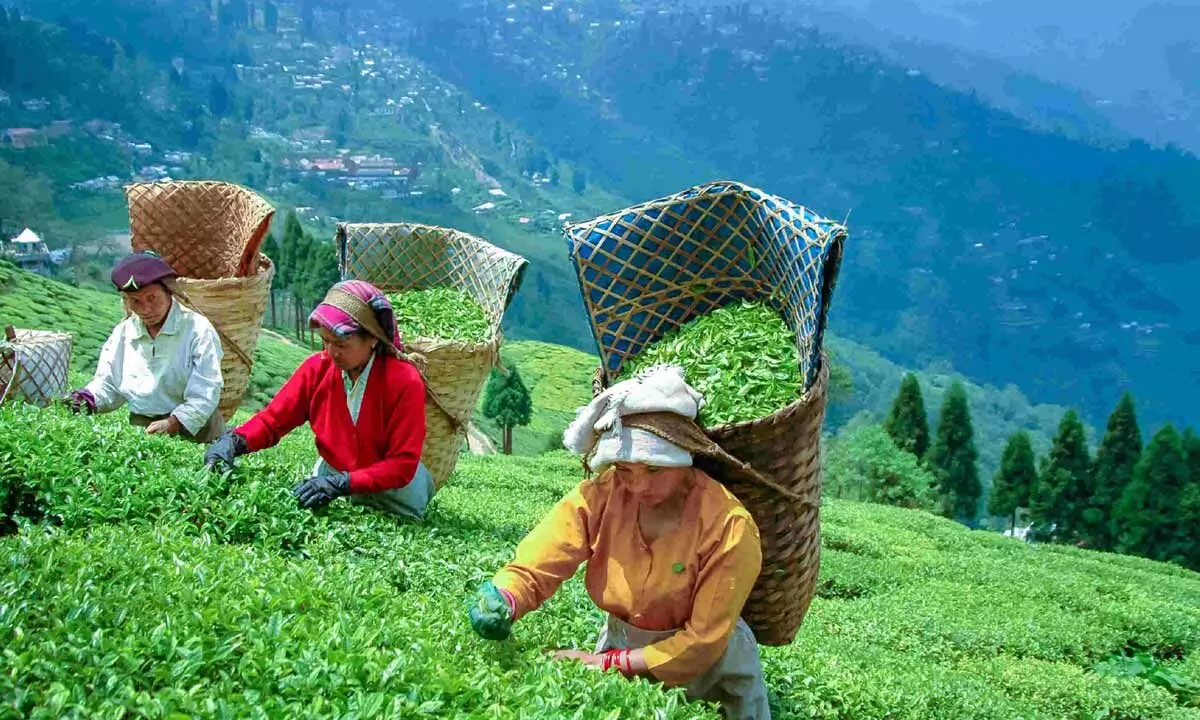 India is one of the largest tea producers in the world, although over 70 per cent of its tea is consumed within India itself.