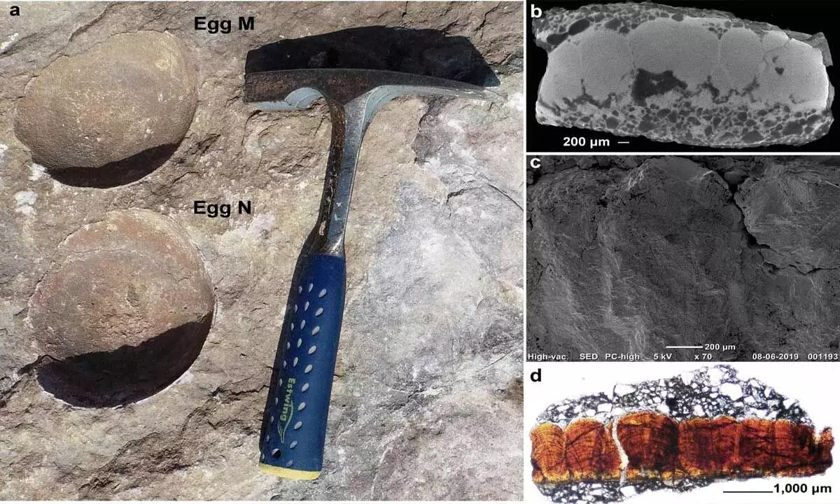 Discovery Of Abnormal Dinosaur Eggs In  India Raises New Evolutionary Questions