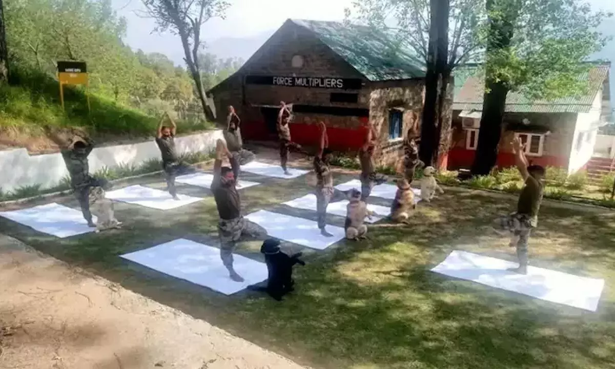 Four-legged, ferocious yet cute Indian Army canine warriors have also joined the bandwagon and performed yoga asanas on International Day of Yoga celebrations in Jammu and Kashmir’s Poonch District.
