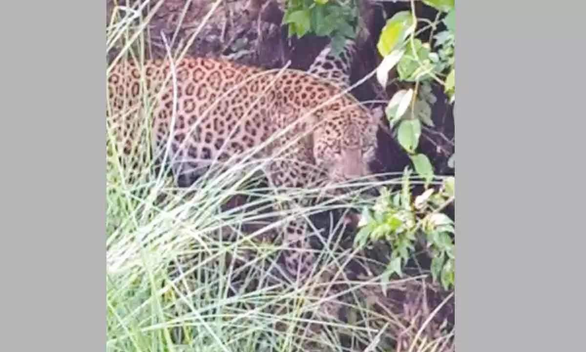 A three-year-old female leopard was trapped in a snare laid by some miscreants amid a bush in Gopalpur under the Purunakot Range, 45 km from here.