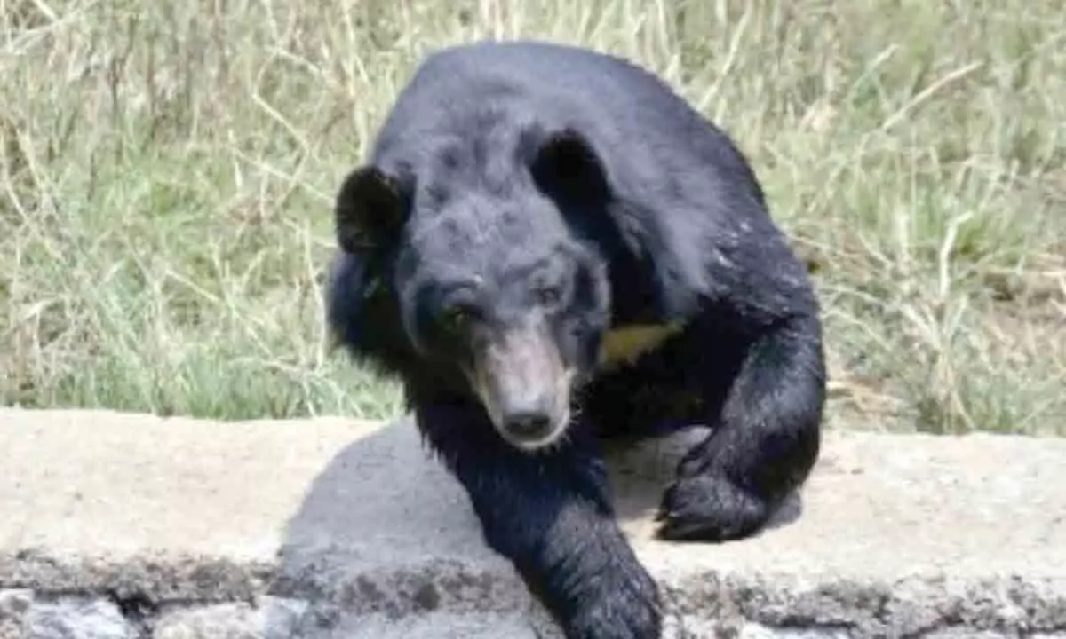 The wild bear which went berserk killing a person and injured many people, died after being caught by forest officials on Tuesday.