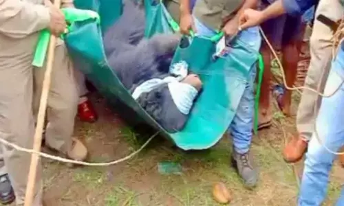Rescue team finally catches Bear entered into residential area in Srikakulam