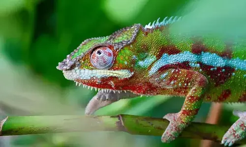 Not only chameleons, we find many other creatures in this world tend to adopt numerous tricks to save their lives.