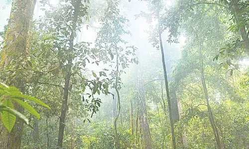 World Rainforest Day