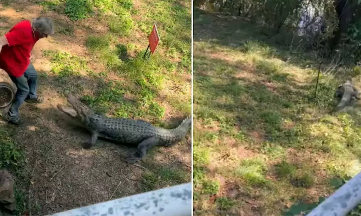 Man Fighting Off Crocodile With Frying Pan To Save Himself