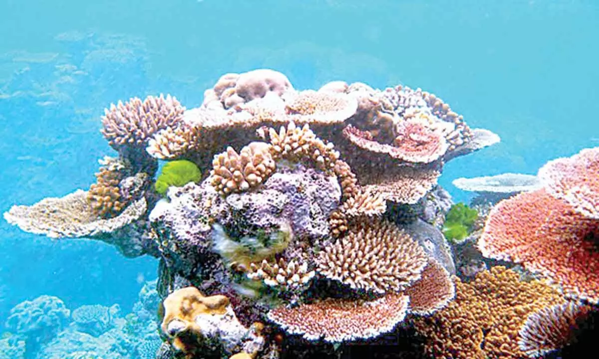 Four coral species recorded for first time in Indian waters