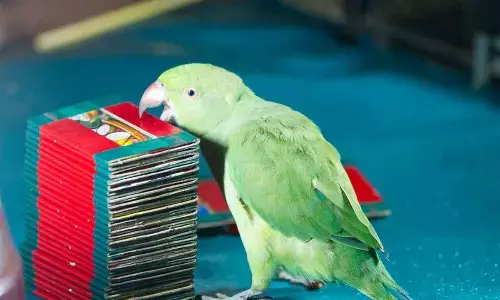 A village in Telangana is known for Soothsaying trained birds : Like to visit the Place?