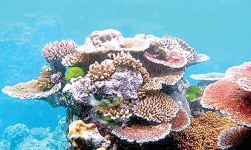 Four coral species recorded for first time in Indian waters